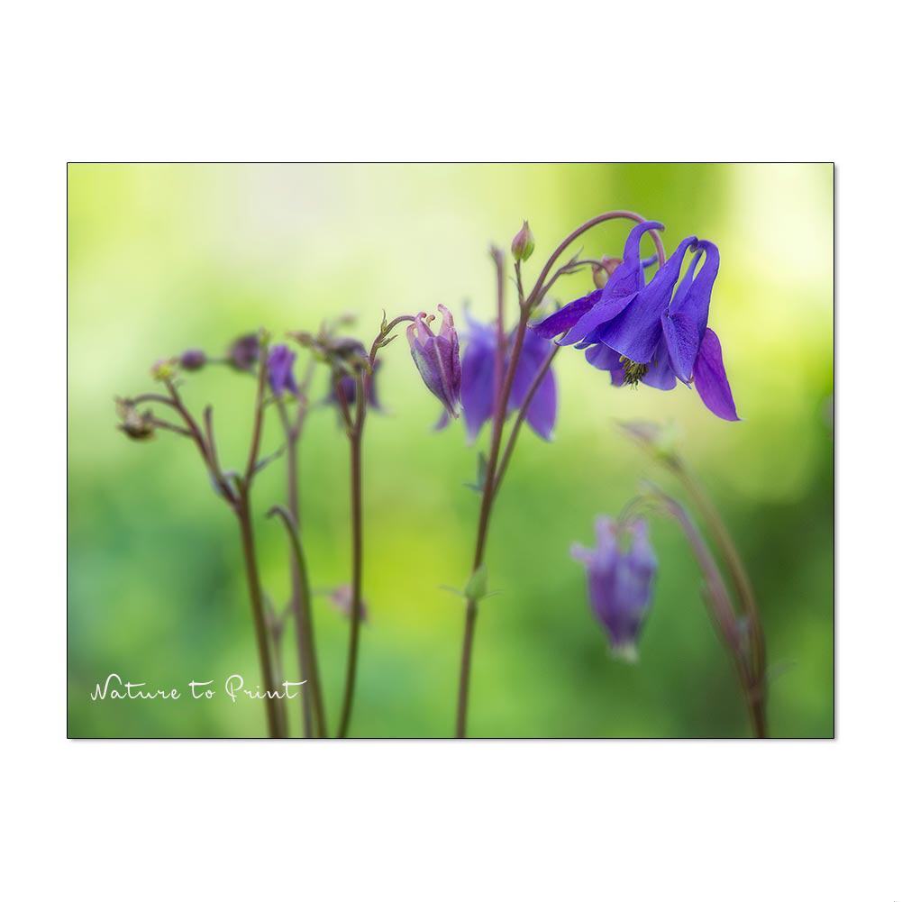 Wilde blaue Akelei  | Blumenbild auf Leinwand, Acryl, Alu oder Fototapete