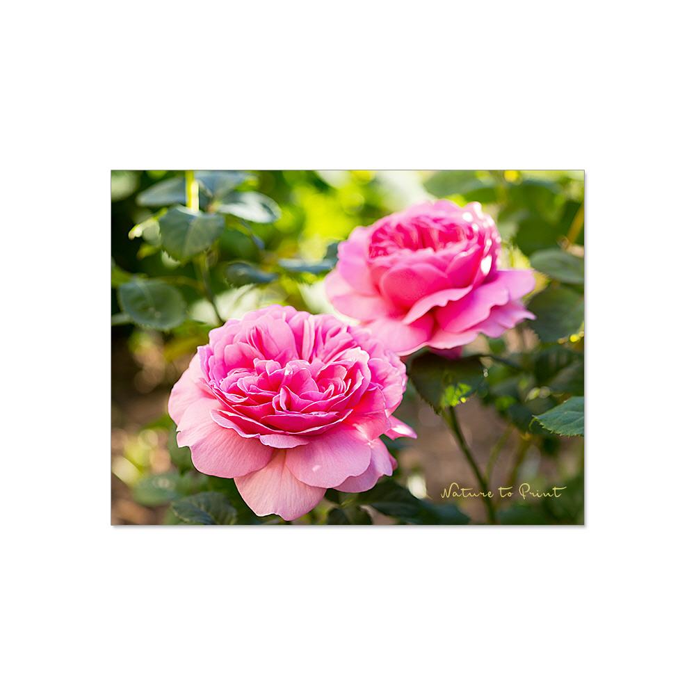 Leinwandbild Rose Prinzessin Alexandra im Garten