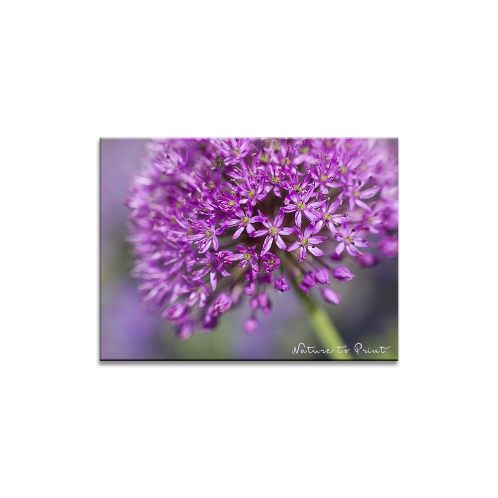 Des Zierlauchs Sternenkinder | Blumenbild auf Leinwand, Kunstdruck, Acryglas, Alu oder Fototapete