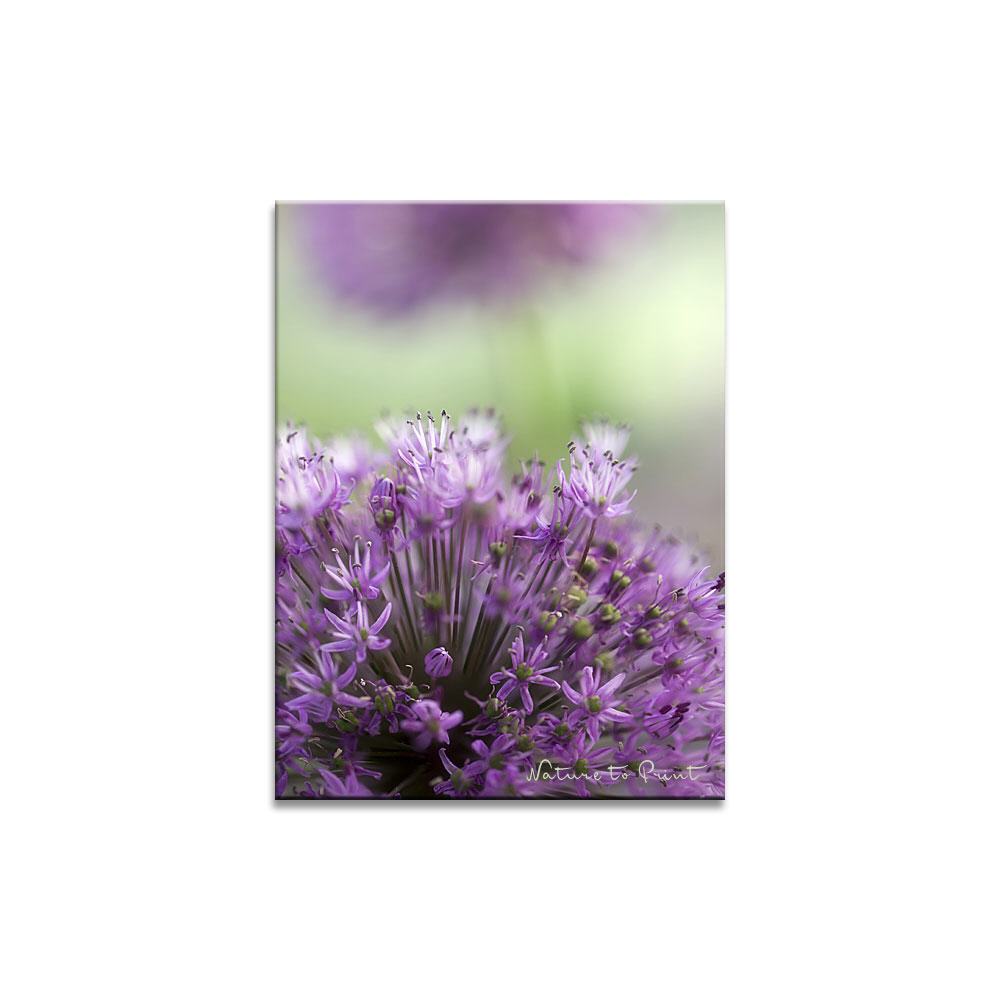 Blumenbild: Allium, ganz nah