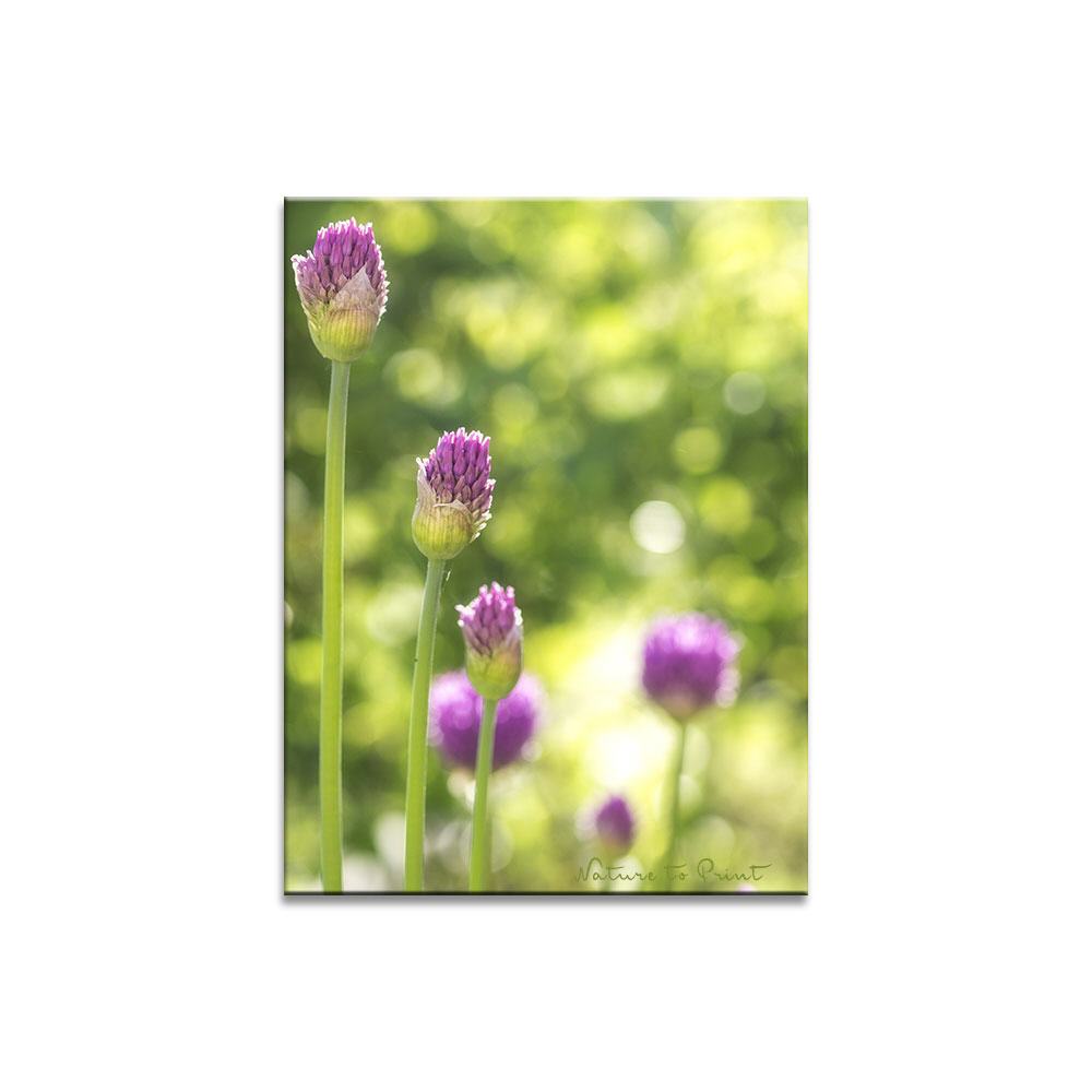 Das Spiel beginnt mit Allium | Blumenbild auf Leinwand, Kunstdruck, Acryglas, Alu oder Fototapete