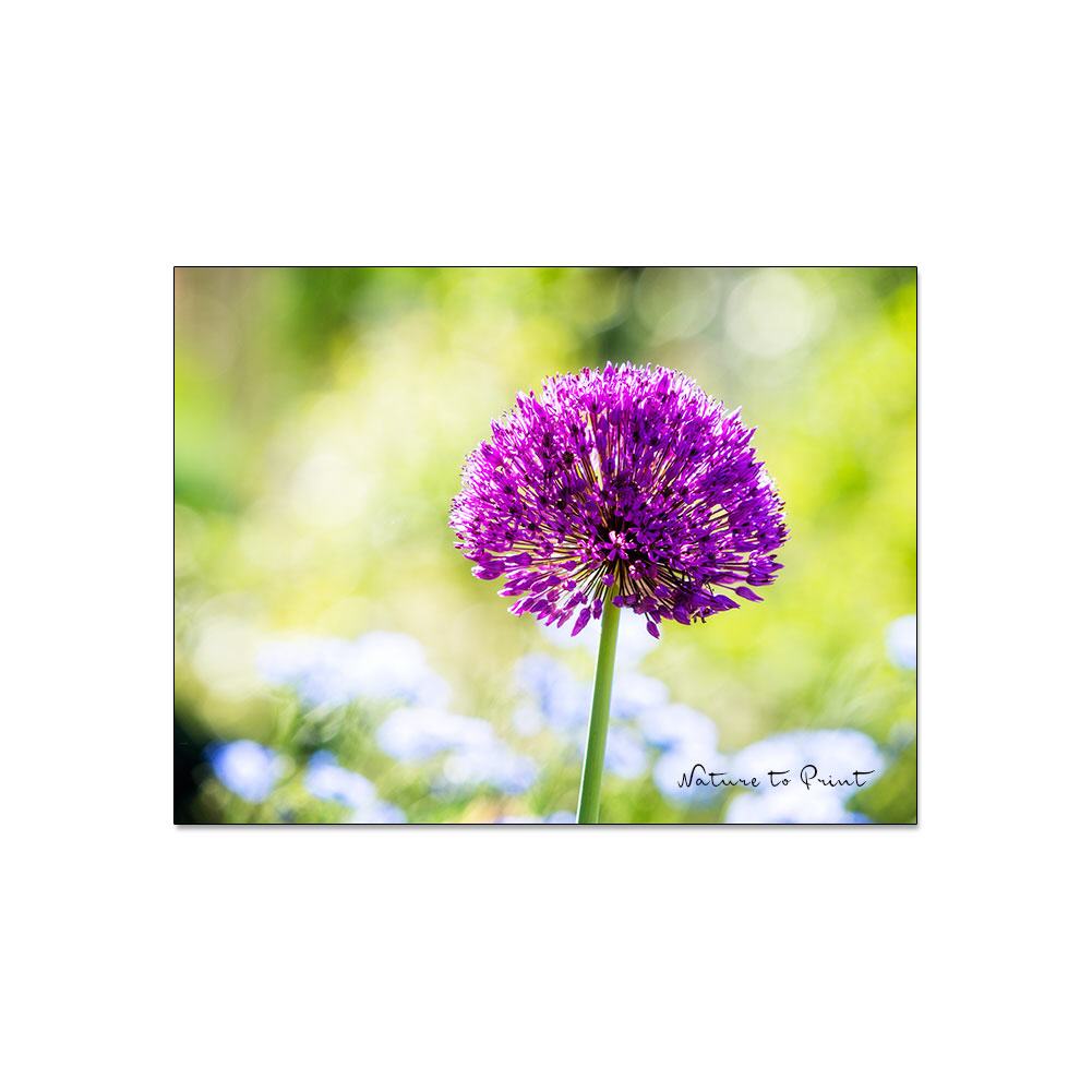 Purpur Blütensterne vor Himmelblau | Blumenbild auf Leinwand, Kunstdruck, Acryglas, Alu oder Fototapete