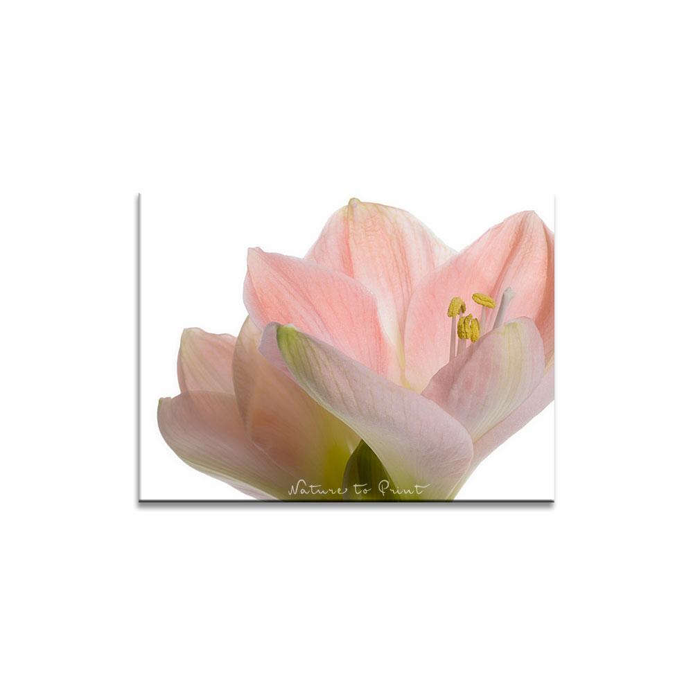 Zarter rosa Morgengruß | Blumenbild auf Leinwand, Kunstdruck, FineArt, Acrylglas, Alu, Fototapete, Kissen