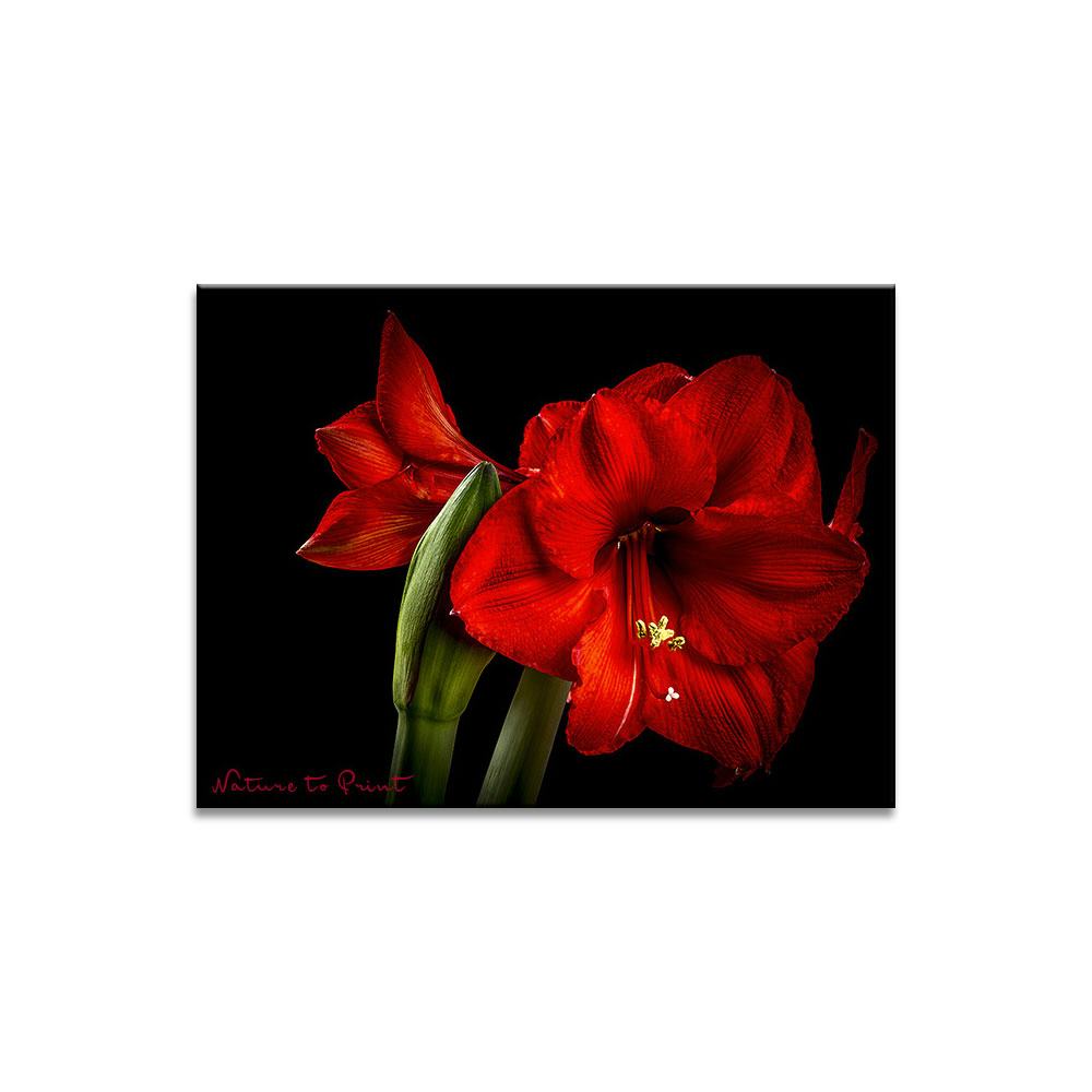 Rote Amaryllis | Blumenbild auf Leinwand, Kunstdruck, FineArt, Acrylglas, Alu, Fototapete, Kissen