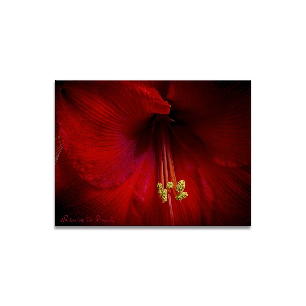 Geheimnisvolle Amaryllis | Blumenbild auf Leinwand, Kunstdruck, FineArt, Acrylglas, Alu, Fototapete, Kissen