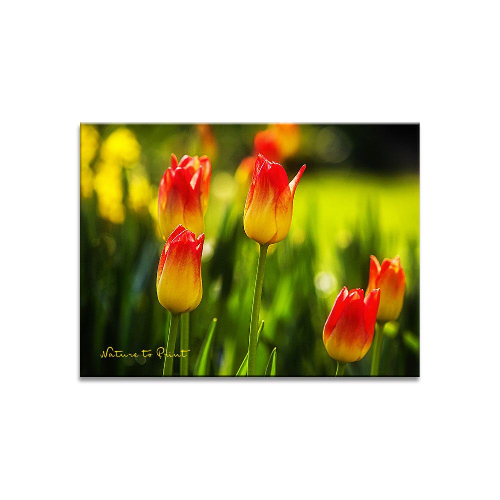 Frühlingsglück mit Tulpe American Dream