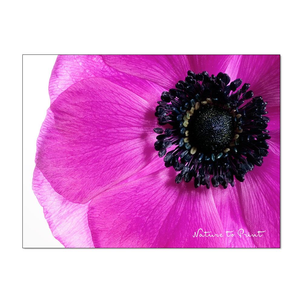 Im Angesicht der Anemone | Blumenbild auf Leinwand, Kunstdruck, FineArt, Acrylglas, Alu-Dibond, Blumenkissen, Fototapete