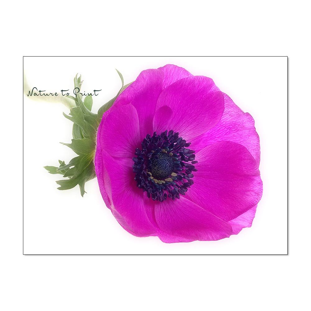 Blumenbild: Purpur Frühlingsbote Anemone