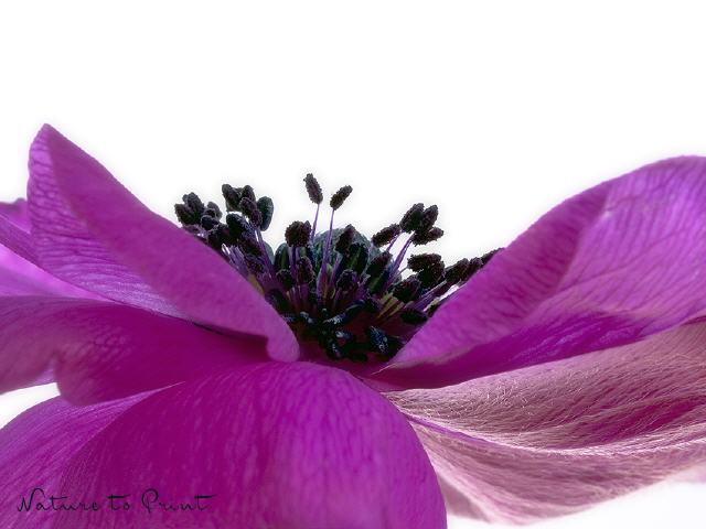 Blumenbild-Makro Anemone