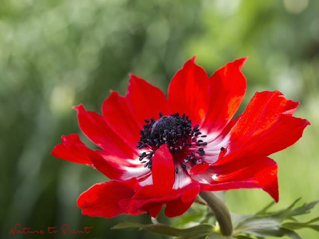Blumenbild Rote Kosarin