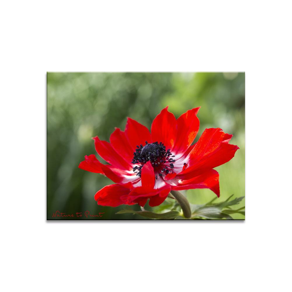 Rote Kosarin | Blumenbild auf Leinwand, Kunstdruck, FineArt, Acrylglas, Alu-Dibond, Blumenkissen, Fototapete