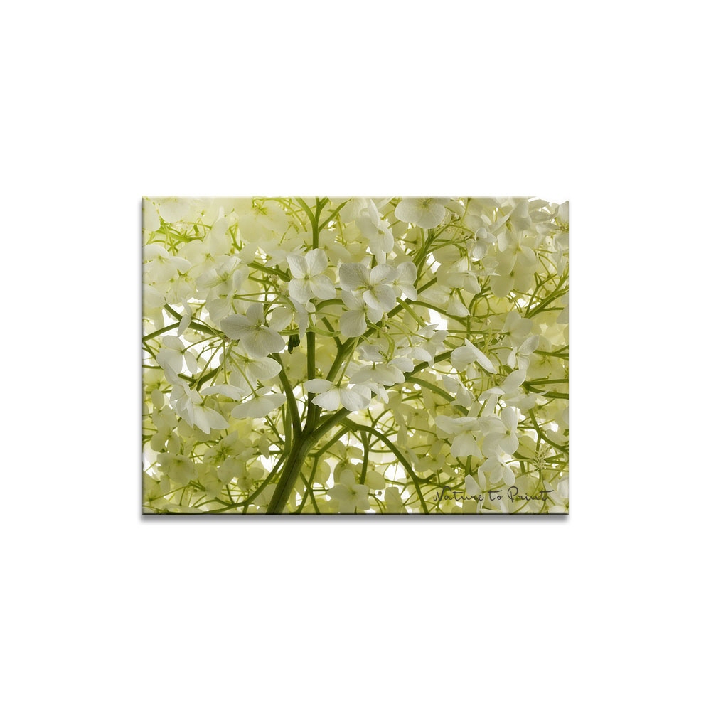 Blumenbild Weiße Hortensie Annabell