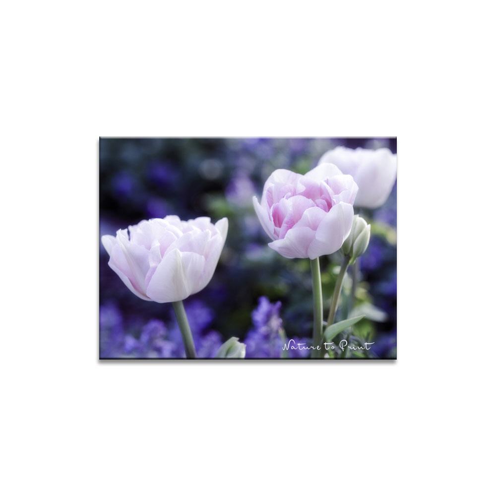 Zwei rosa Tulpen vor Chagallblau | Blumenbild auf Leinwand, Kunstdruck, FineArt, Acrylglas, Alu, Fototapete, Kissen