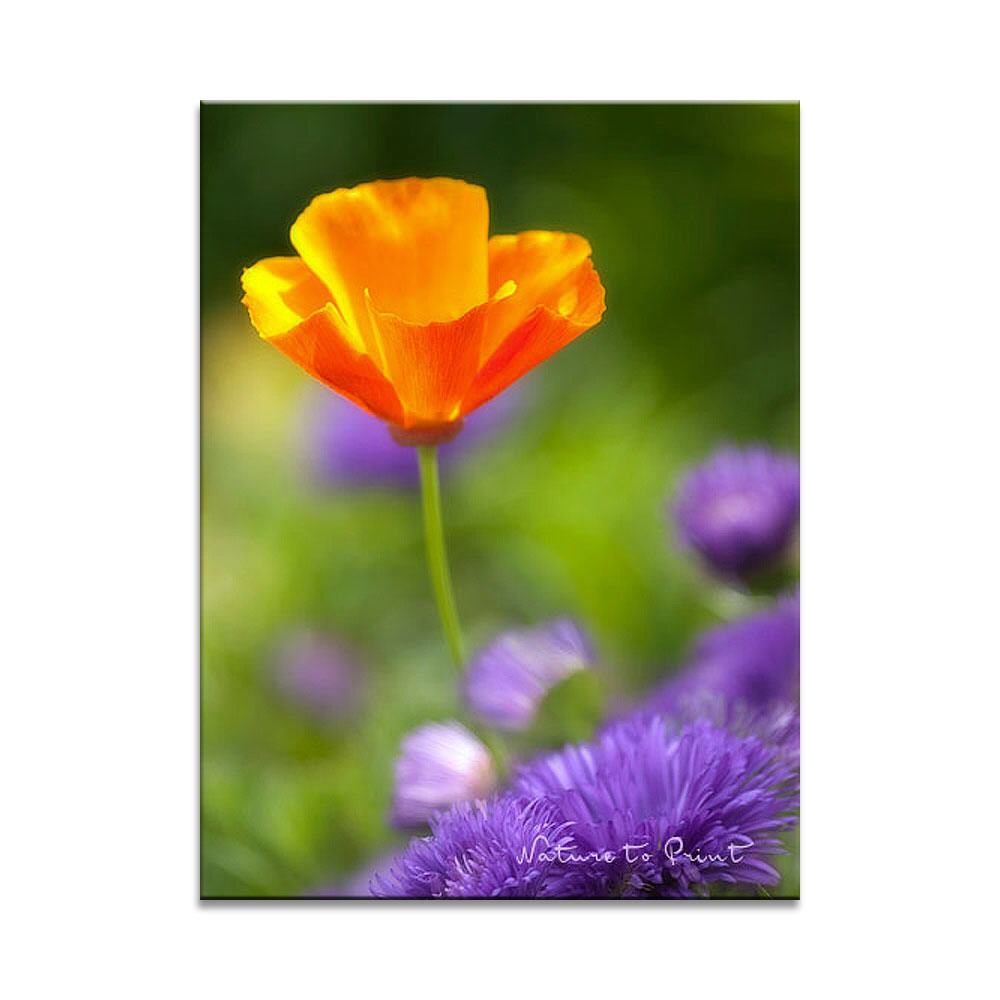 Komplementärfarben im Blumenbeet | Blumenbild auf Leinwand, Kunstdruck, FineArt, Acrylglas, Alu, Fototapete, Kissen