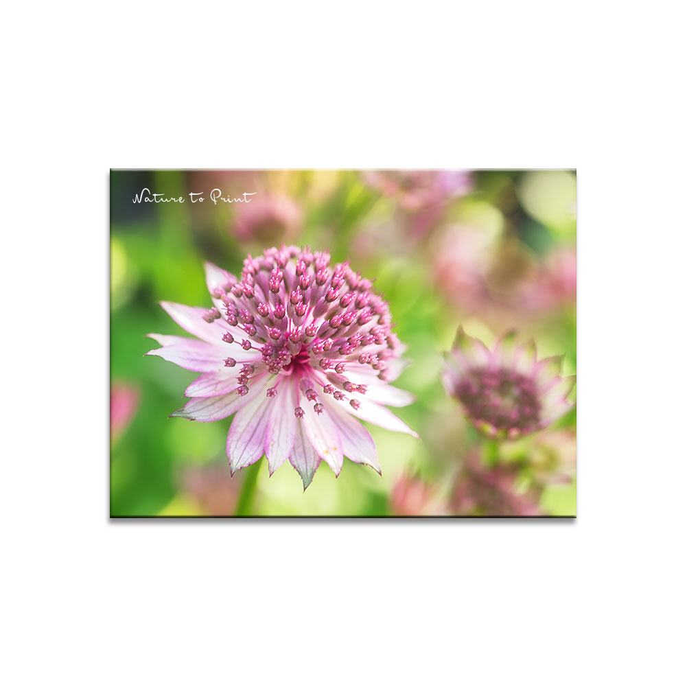 Sterndolde in Zartrosa | Blumenbild auf Leinwand, Kunstdruck, FineArt, Acrylglas, Alu, Fototapete, Kissen