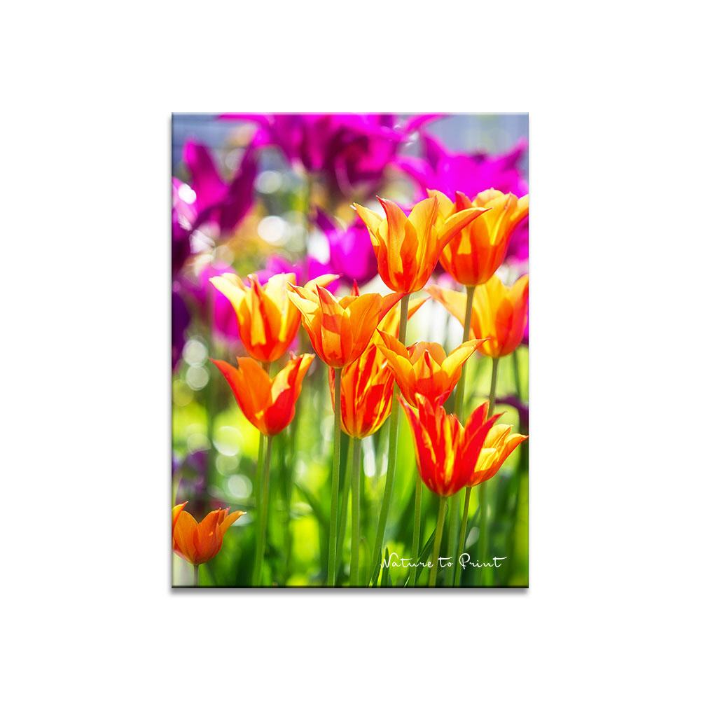Frühlingstanz der eleganten Tulpen