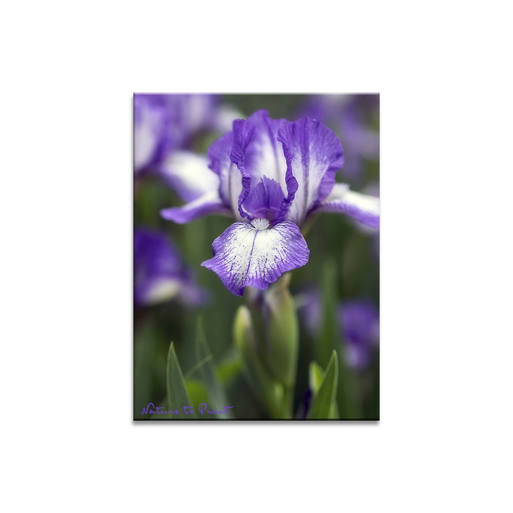 Frühlings-Blumenbild Kleine Bartträgerin