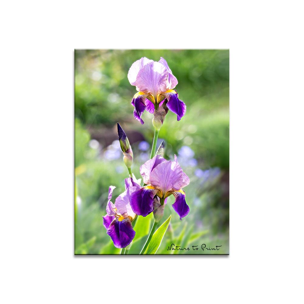 Blumenbild Iris im Morgenlicht