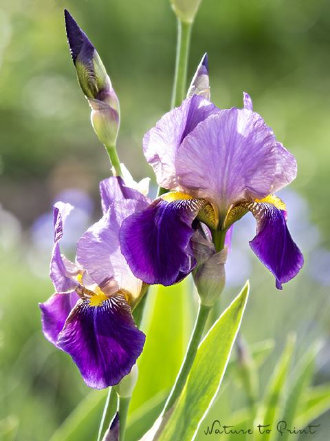 Blumenbild Sonnenbad einer Iris