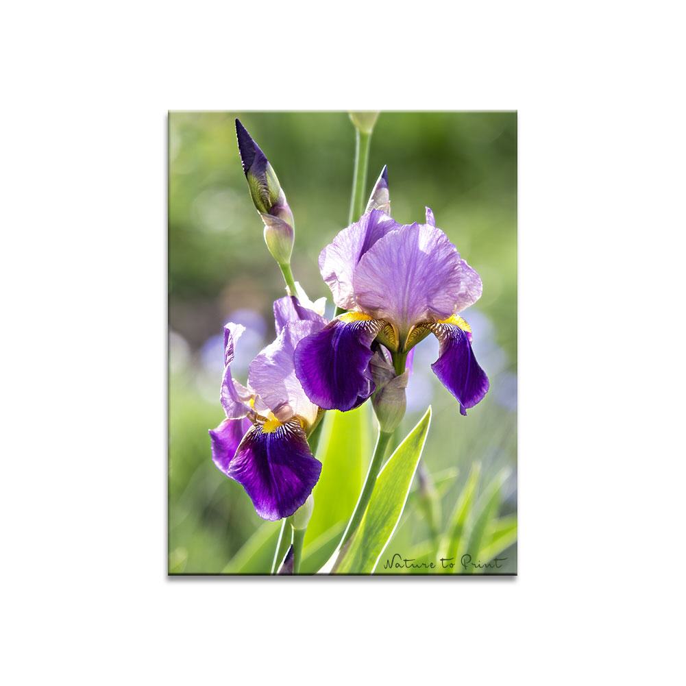 Blumenbild Iris sonnt sich im Morgenlicht