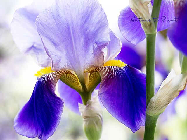 Blumenbild Bezauberde Iris