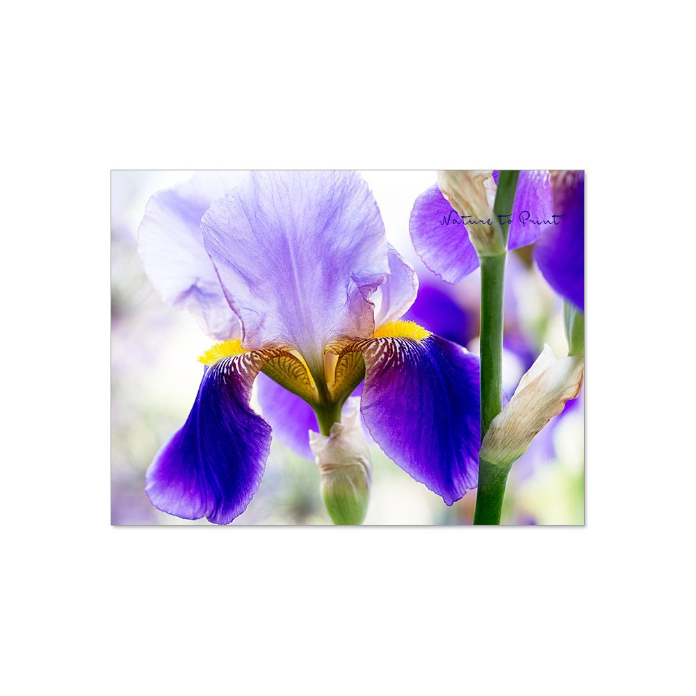 Bezaubernde Iris   Blumenbild auf Leinwand, FineArt, Kunstdruck, Kissen