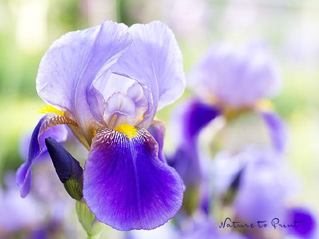Blumenbild Zauberhafte Iris