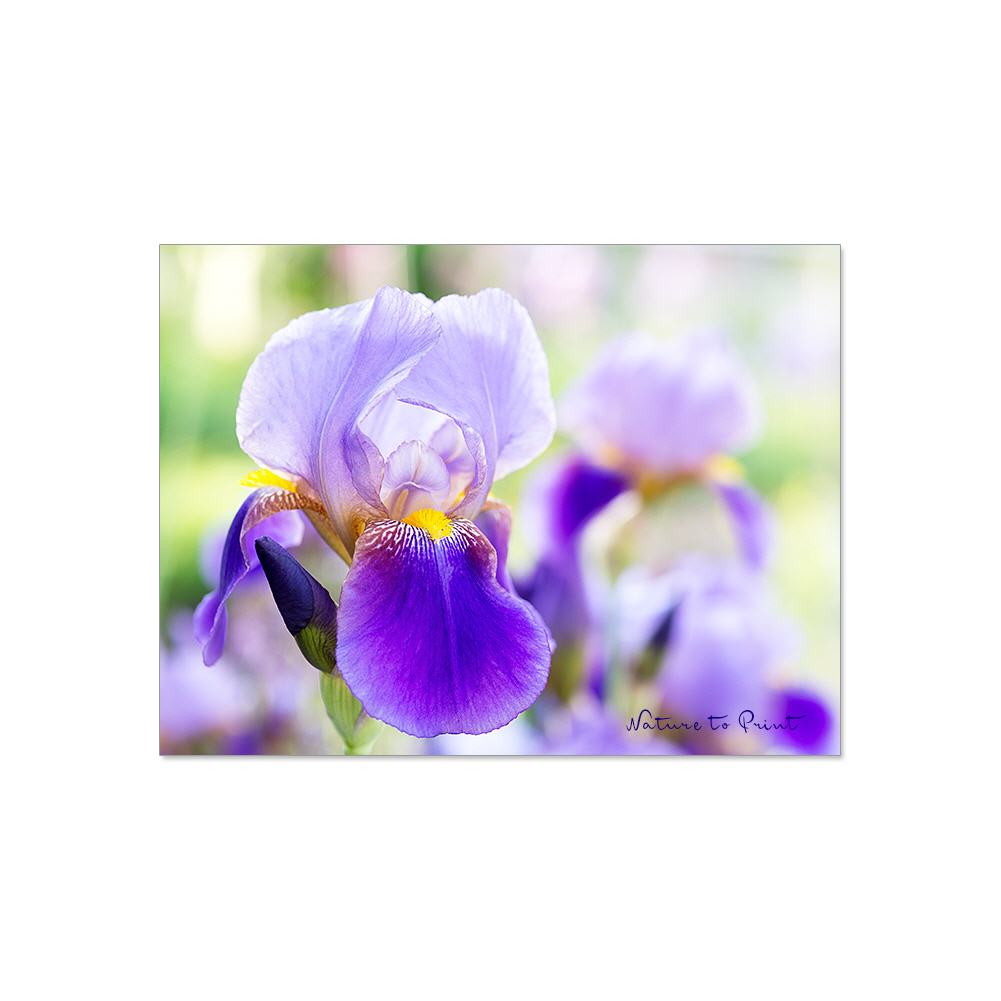 Blumenbild auf Leinwand, Kunstdruck oder Fine-Art-Print Bezaubernde Iris