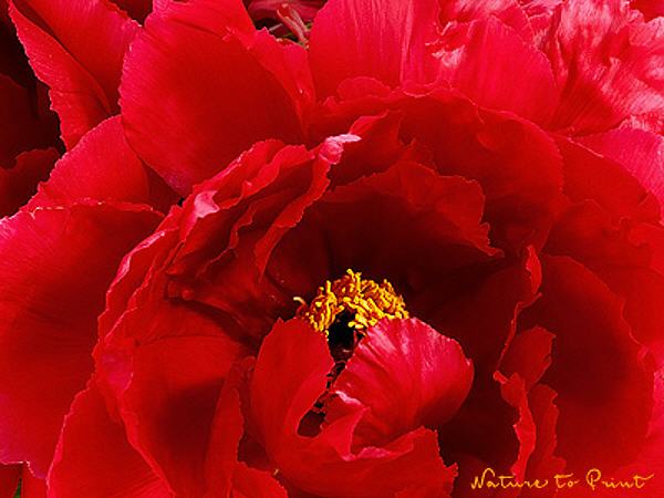 Blumenbild Rote Verheißung, Querformat