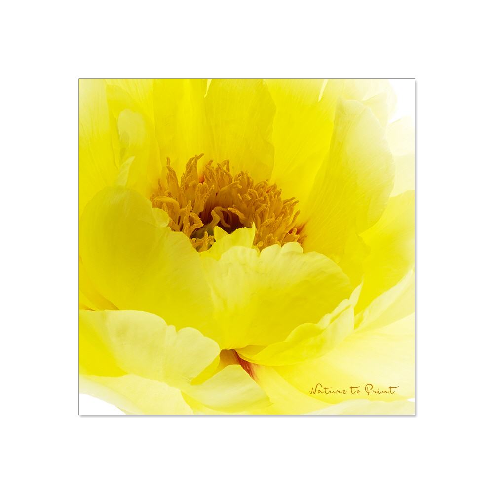Gelbe Pfingstrose | Quadratisches Blumenbild auf Leinwand