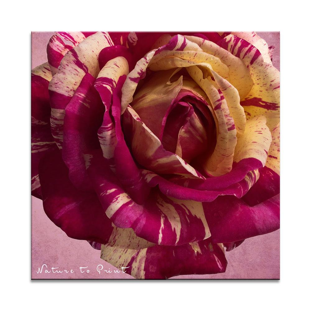 Geflammte Rose Broceliande | Quadratisches Rosenbild auf Leinwand