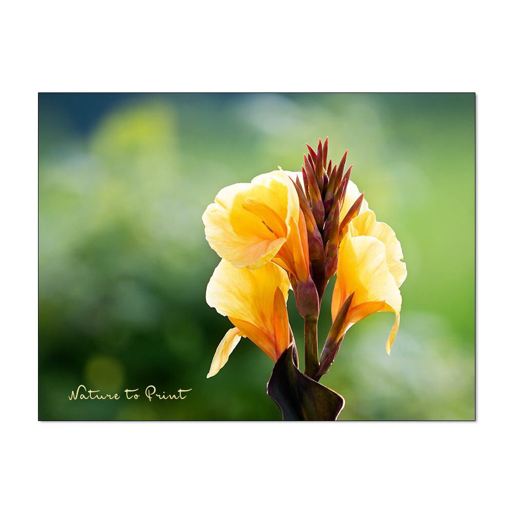 Tropische Schönheit | Blumenbild auf Leinwand, Kunstdruck, FineArt, Acrylglas, Alu-Dibond, Blumenkissen, Fototapete