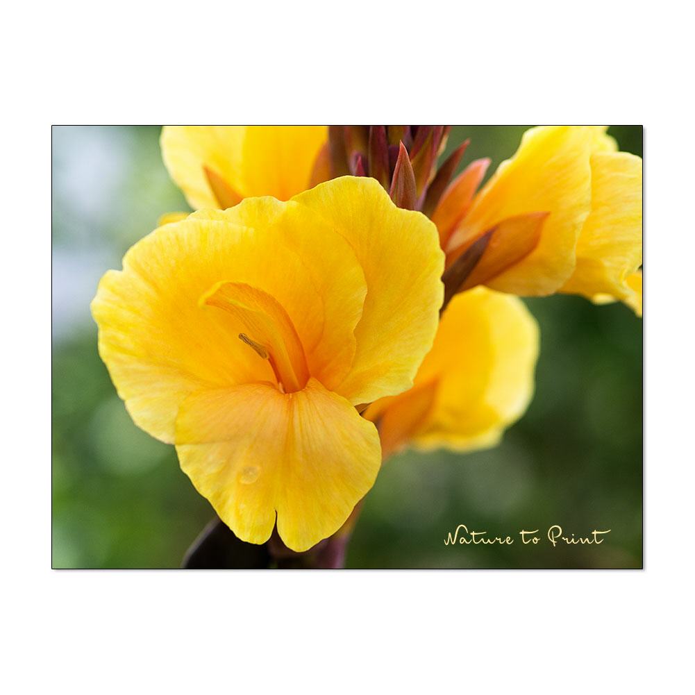 Goldene Canna | Blumenbild auf Leinwand, Kunstdruck, FineArt, Acrylglas, Alu-Dibond, Blumenkissen, Fototapete