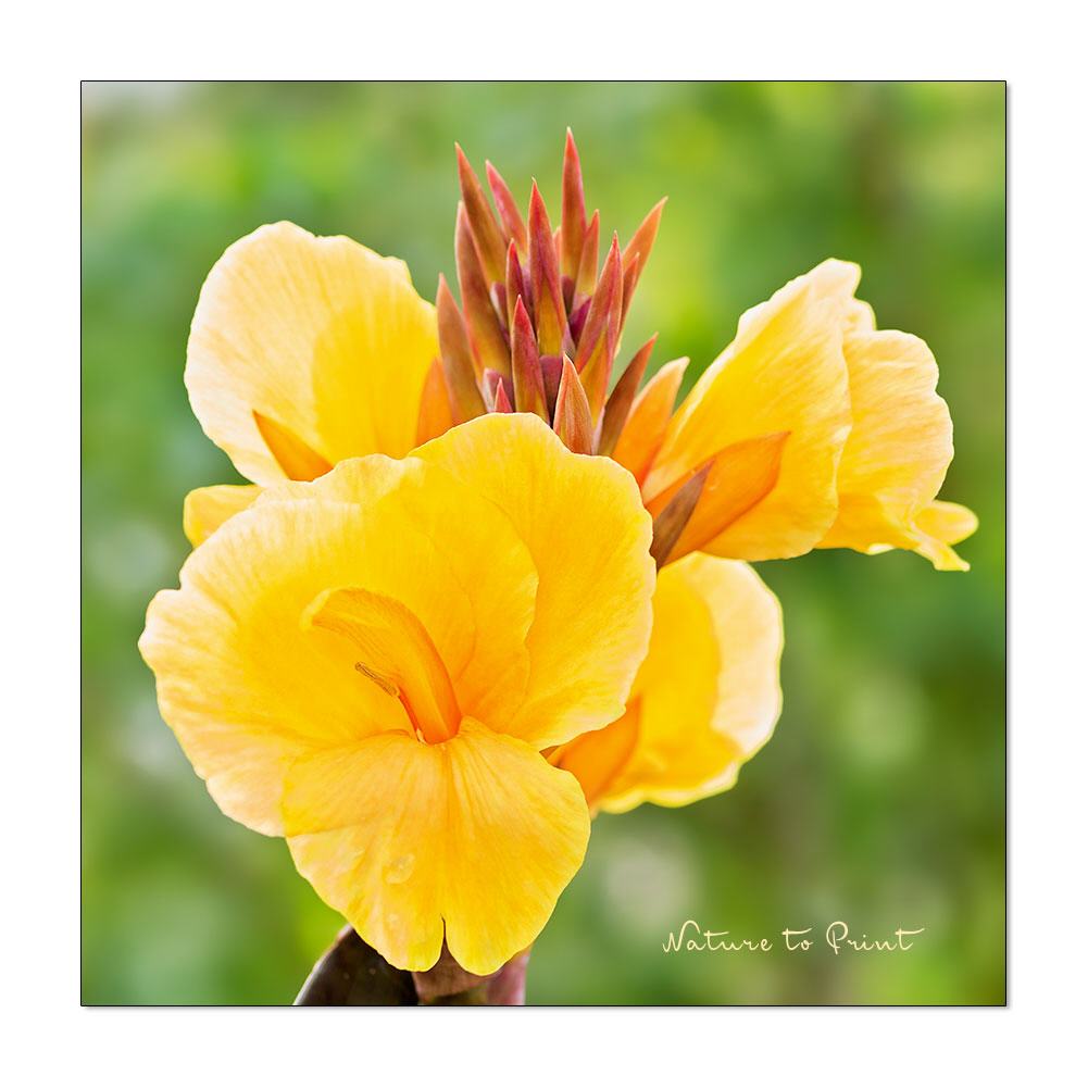 Tropische Canna | Quadratisches Blumenbild auf Leinwand