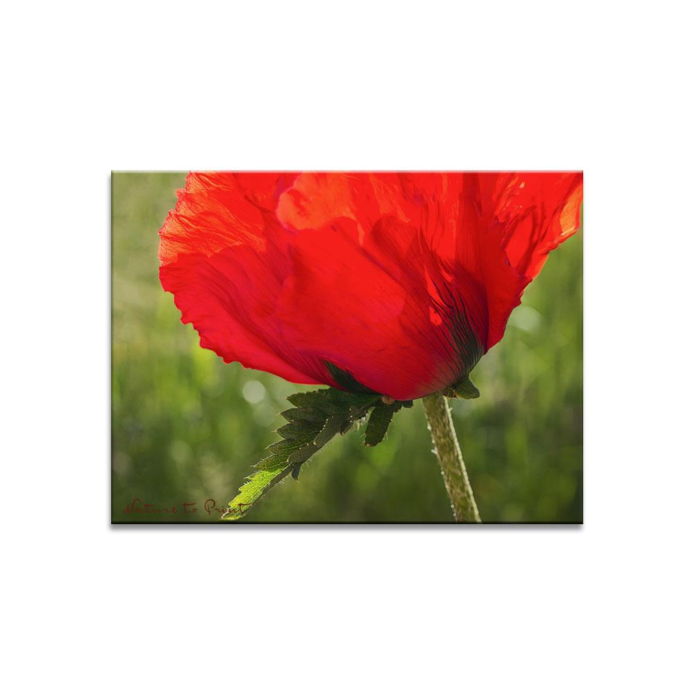 Blumenbild Roter Baron