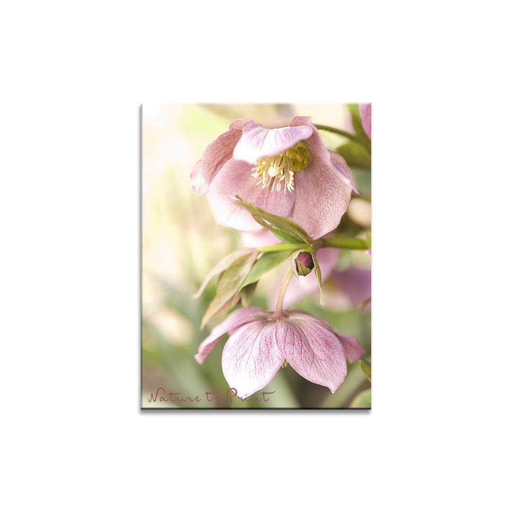 Lenzrosen-Romanze | Blumenbild auf Leinwand, Kunstdruck, FineArt, Acrylglas, Alu, Fototapete, Kissen