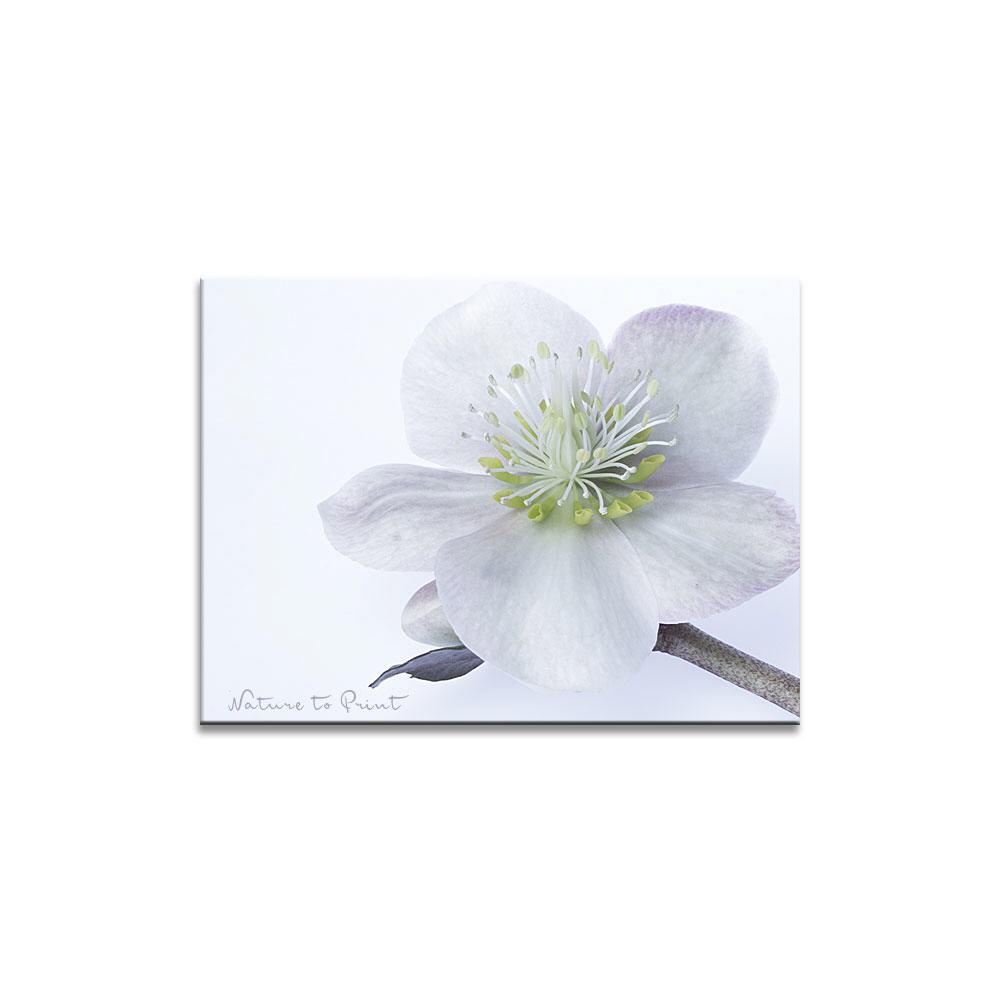 Die Eisprinzessin | Blumenbild auf Leinwand, Kunstdruck, FineArt, Acrylglas, Alu, Fototapete, Kissen