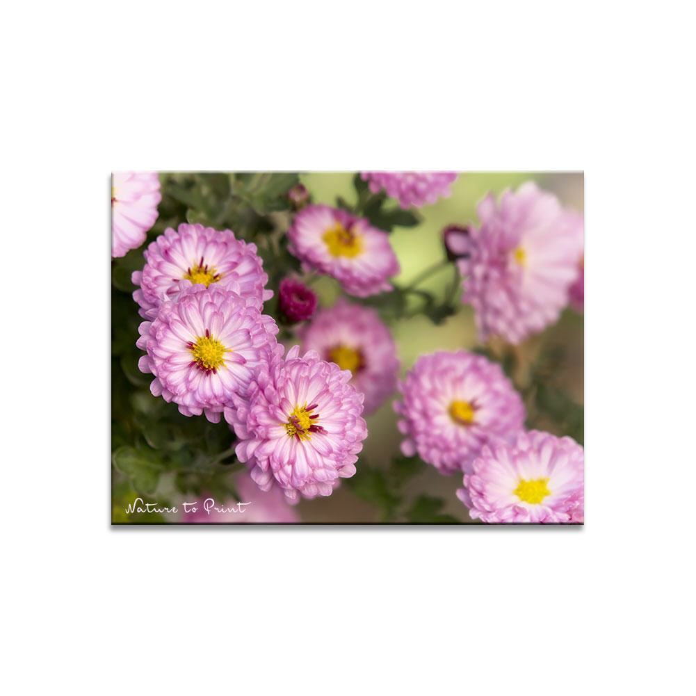 Herbstfreude mit Chrysanthemen Blumenbild auf Leinwand, Kunstdruck,Acrylglas, Alu, Kissen