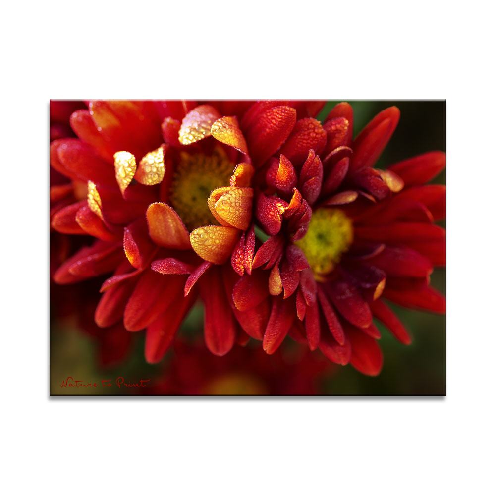 Blumenbild Zwei feuerrote Chrysanthemen