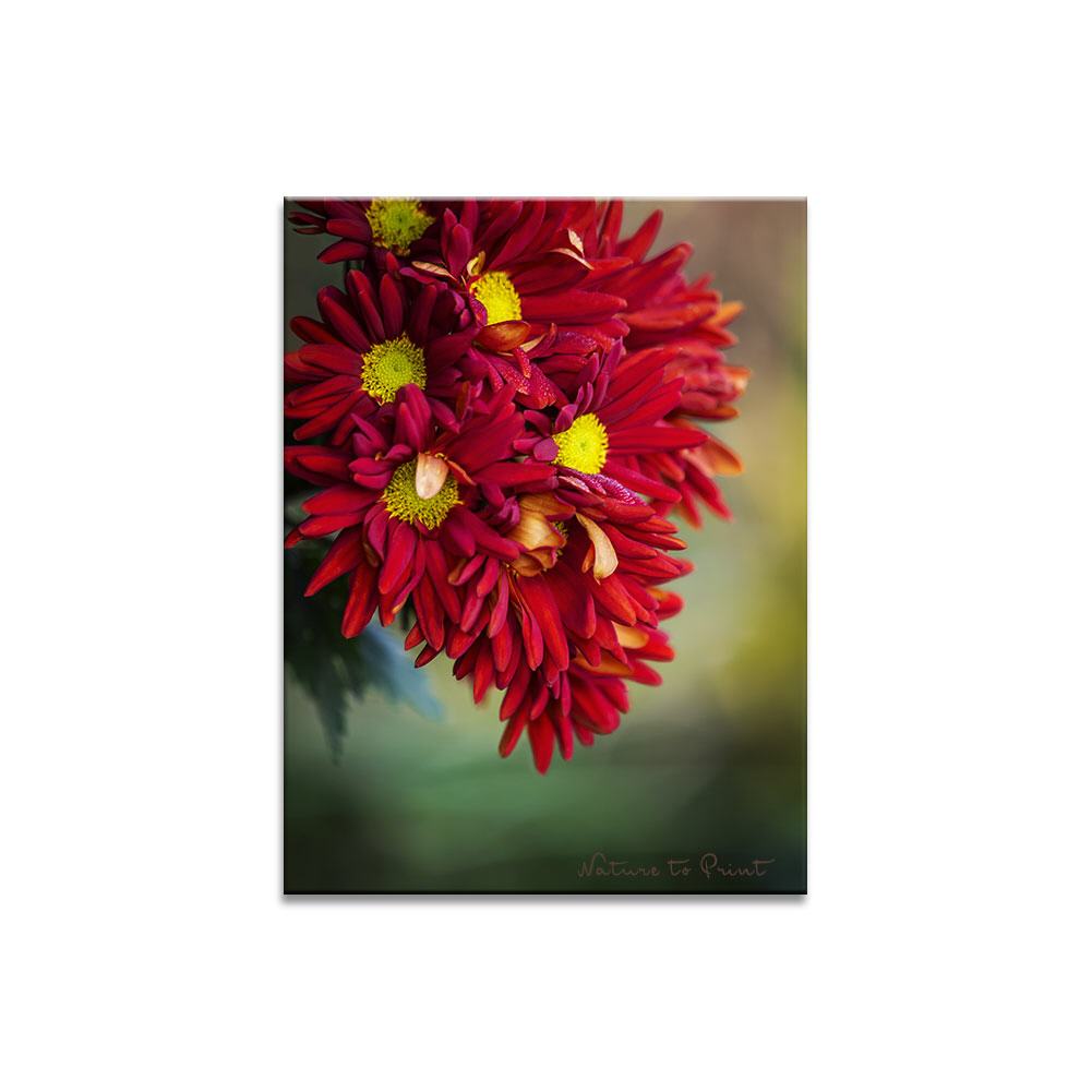 Das Leuchten der Herbstblüten | Blumenbild auf Leinwand, Kunstdruck, FineArt, Acrylglas, Alu, Fototapete, Kissen
