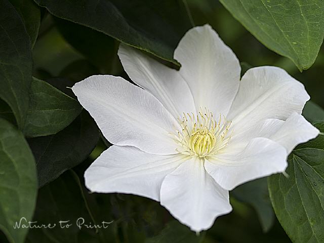 Blumenbild Weiße Clematis