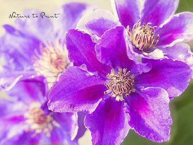 Blumenbild Traum einer purpur Clematis