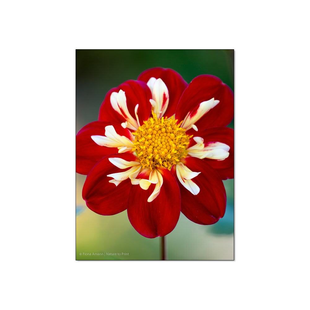 Großer Auftritt einer Dahlie  | Blumenbild auf Leinwand, Kunstdruck,Acrylglas, Alu, Kissen