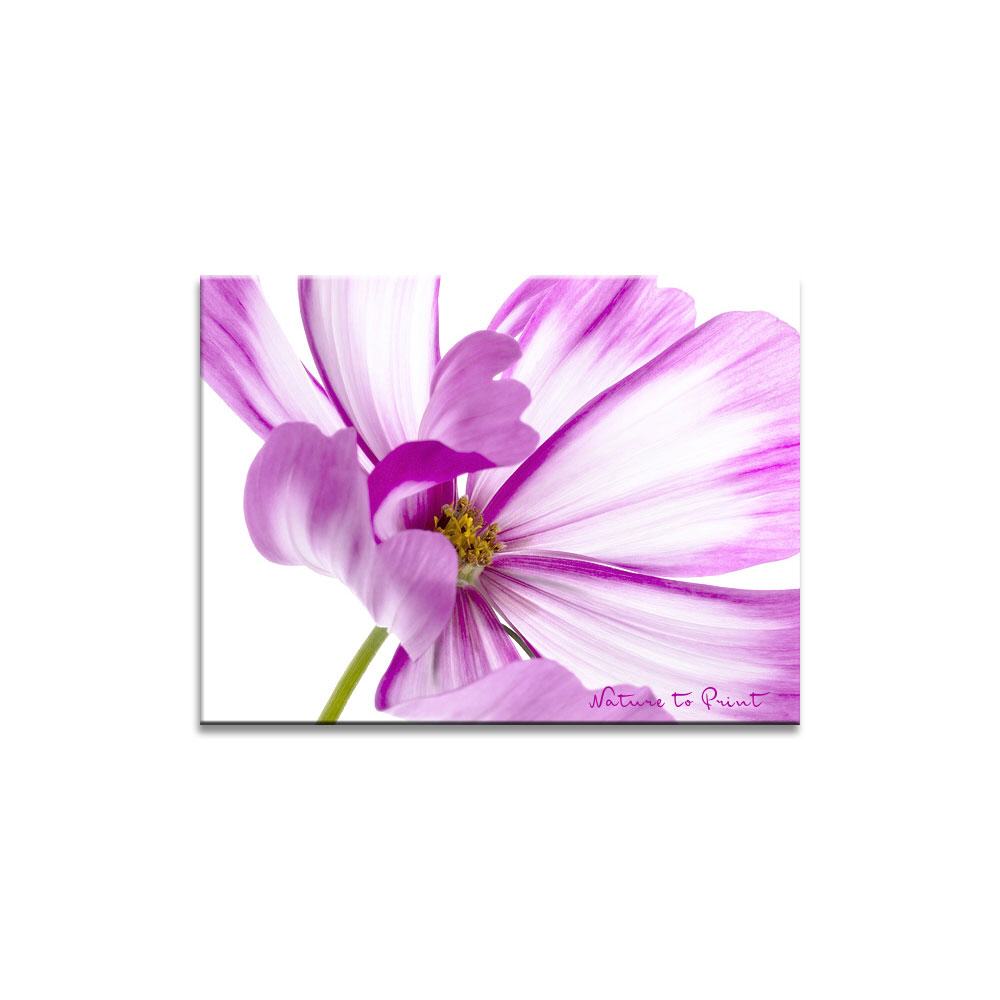 Kosmische Blüte | Blumenbild auf Leinwand, Kunstdruck, FineArt, Acrylglas, Alu, Fototapete, Kissen