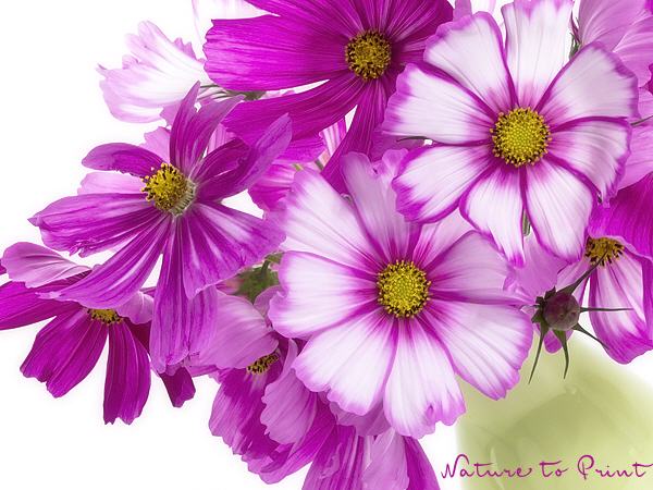 Blumenbild Spaß mit dreierlei Cosmeen