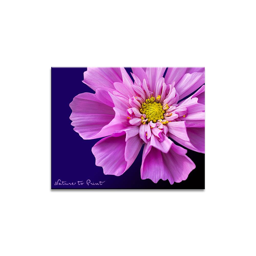 Pink Sensation | Blumenbild auf Leinwand, Kunstdruck, FineArt, Acrylglas, Alu, Fototapete, Kissen