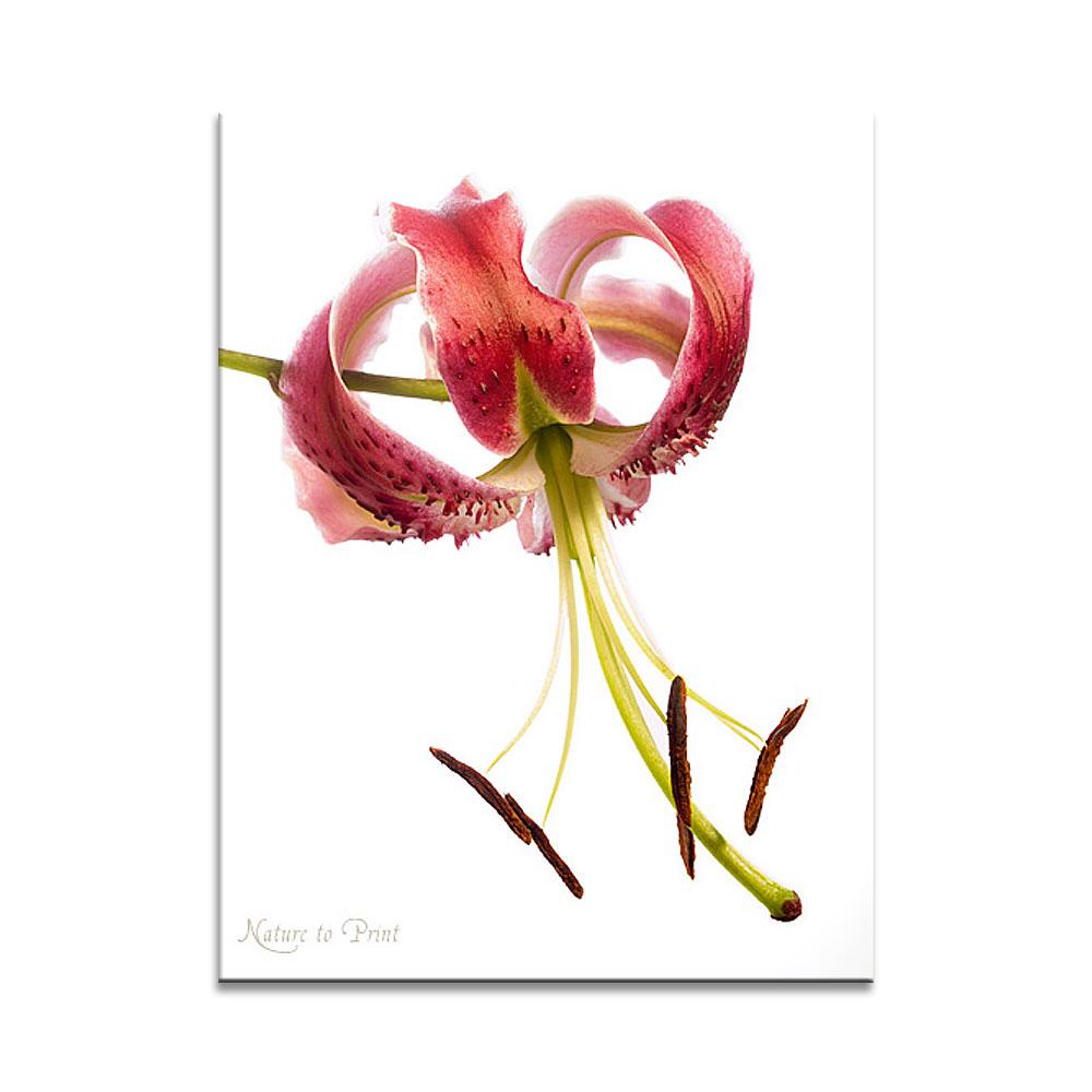 Blumenwandbild Türkenbund-Lilie