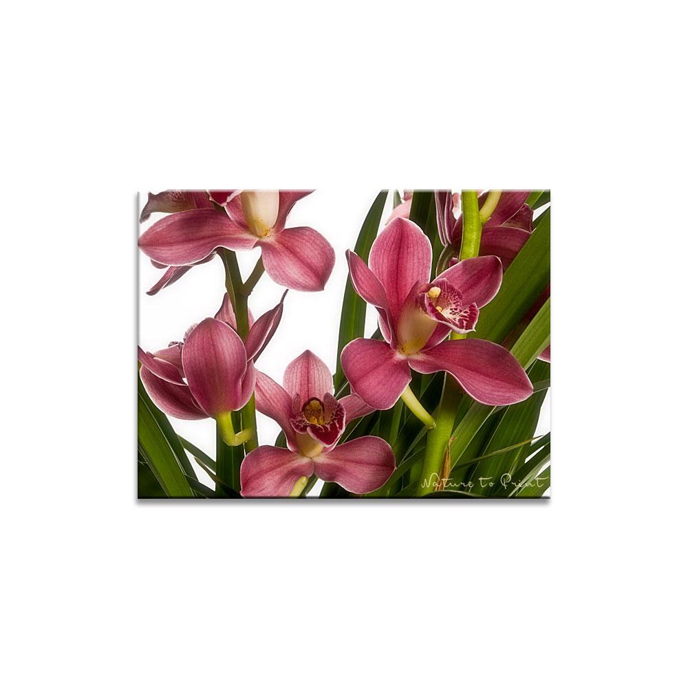 Himalaya-Orchidee  | Blumenbild auf Leinwand, Kunstdruck, FineArt, Acrylglas, Alu-Dibond, Blumenkissen, Fototapete