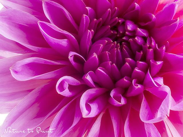 Blumenbild Pink Heart