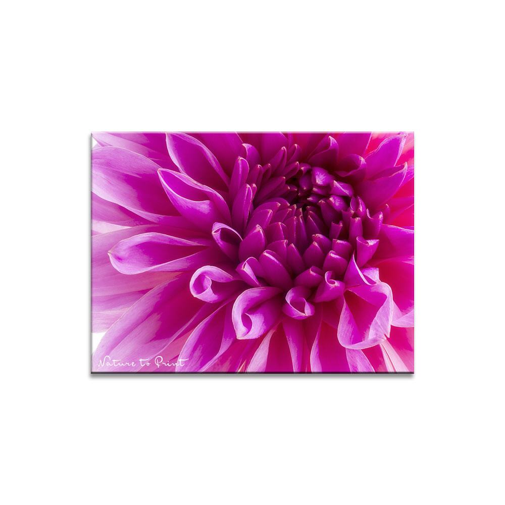 Pink Heart  | Blumenbild auf Leinwand, Kunstdruck,Acrylglas, Alu, Kissen